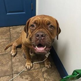Cristina | Dog Ranch Rescue