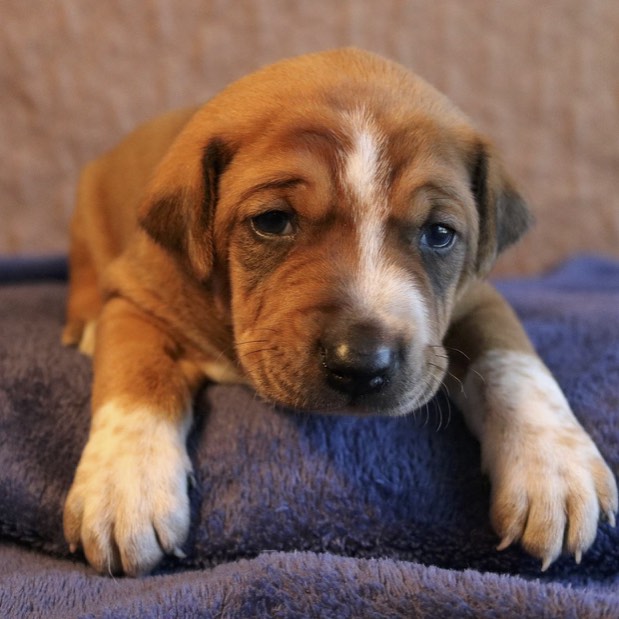 Rhodesian Boxer Mix Puppies