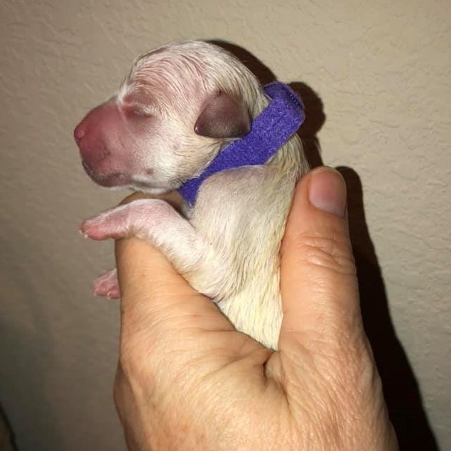 Garbanzo Bean | Dog Ranch Rescue