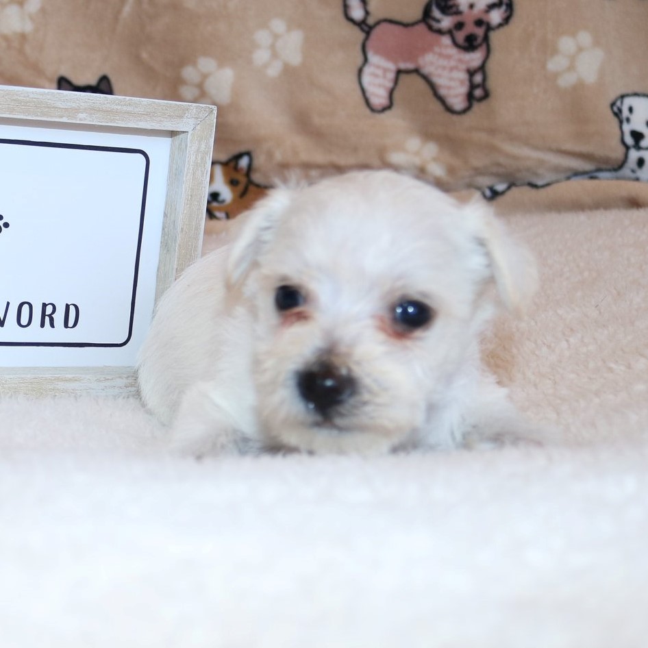 Garbanzo Bean | Dog Ranch Rescue