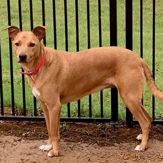 Bailey | Dog Ranch Rescue