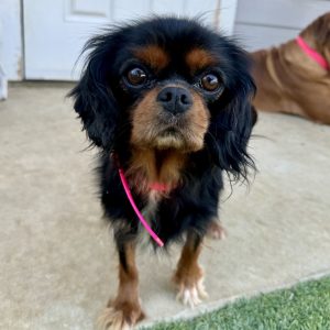 Carinne Cavvy