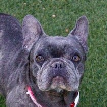 Gertie