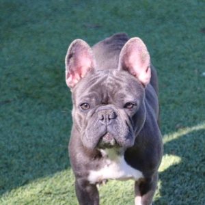 Mazie