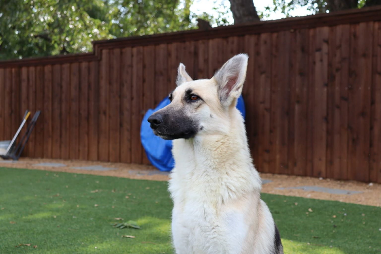 Bombay | Dog Ranch Rescue
