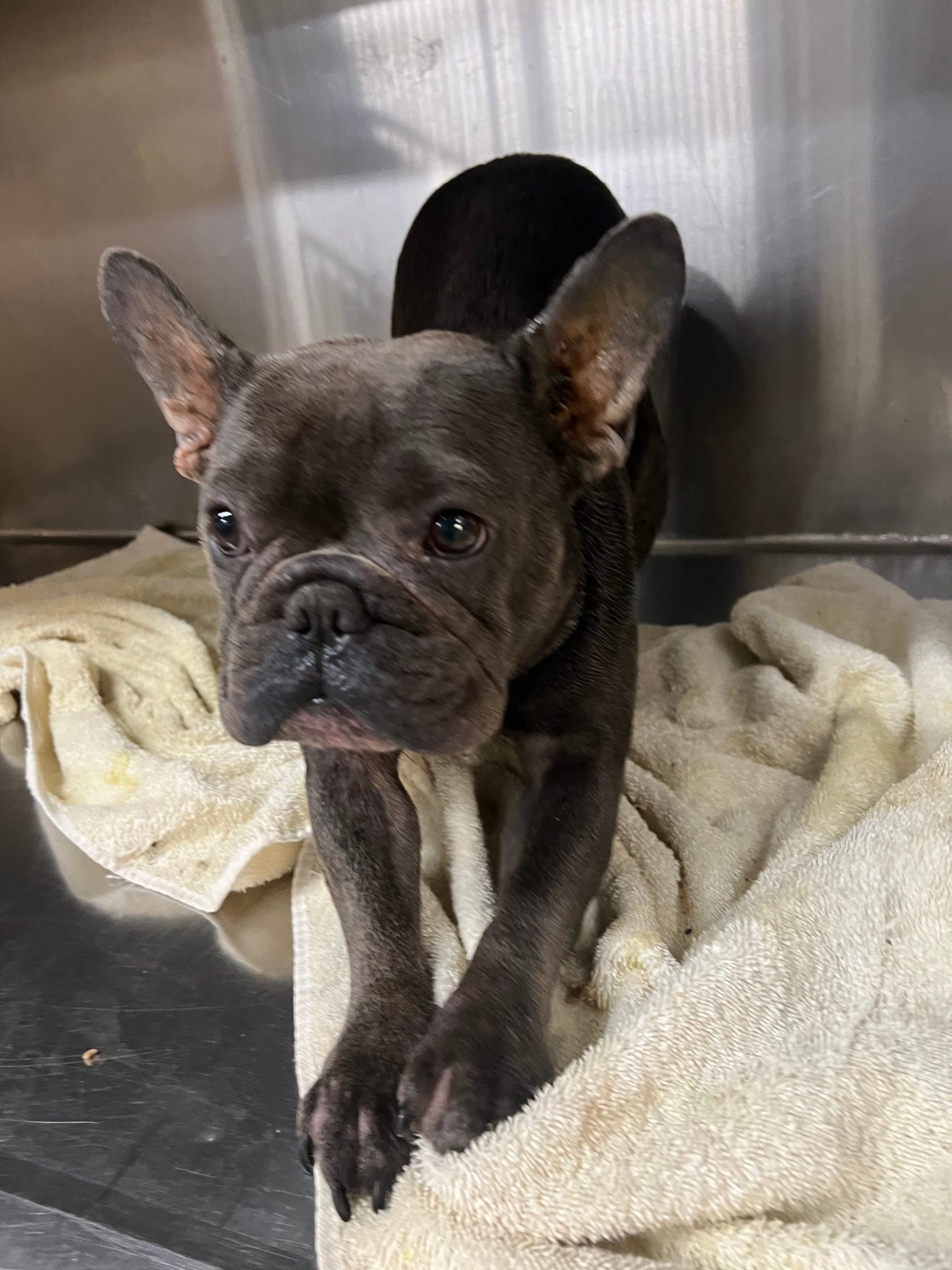 Alli | Dog Ranch Rescue
