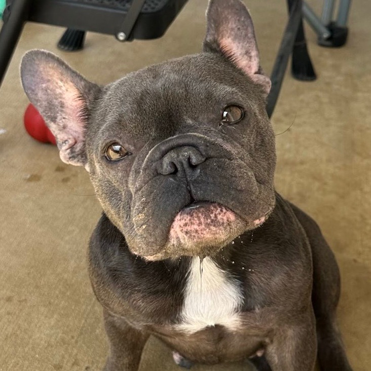 Alli | Dog Ranch Rescue
