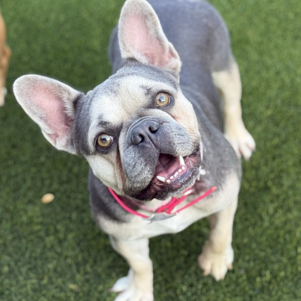 Pixie Bob | Dog Ranch Rescue