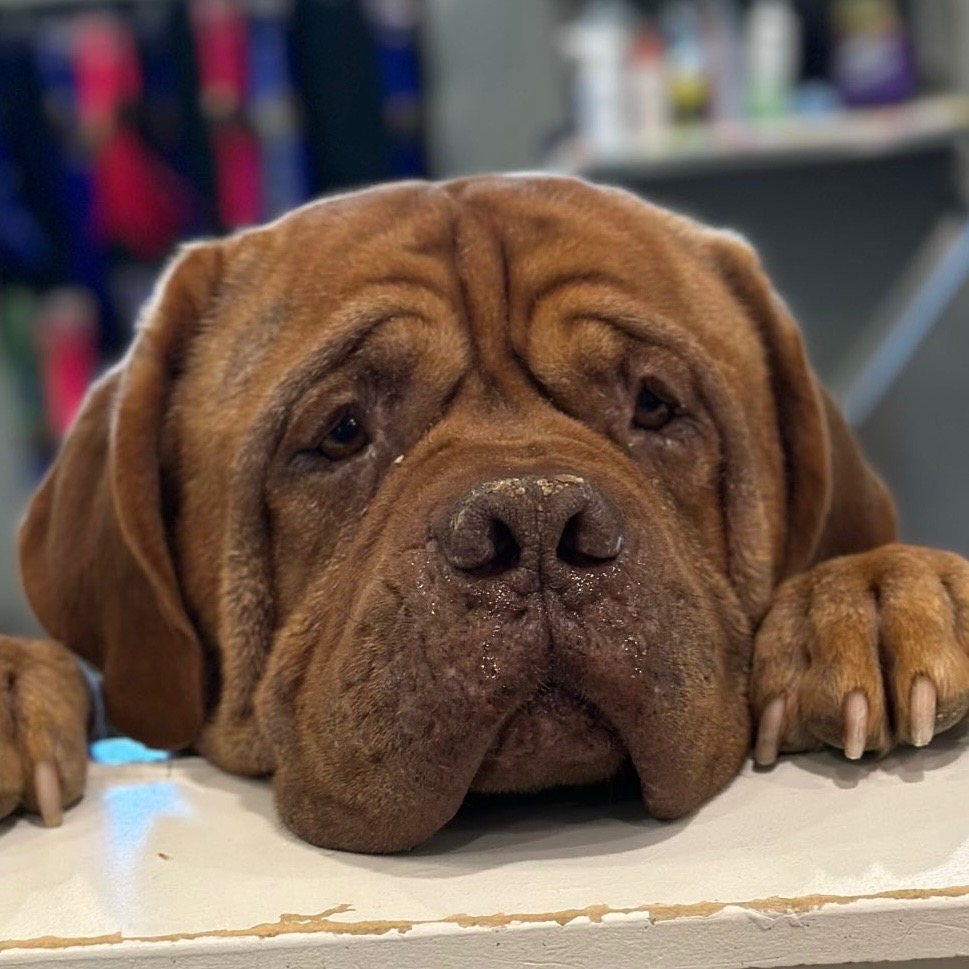 Truck | Dog Ranch Rescue