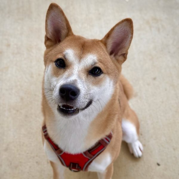 Ham Sandwich | Dog Ranch Rescue