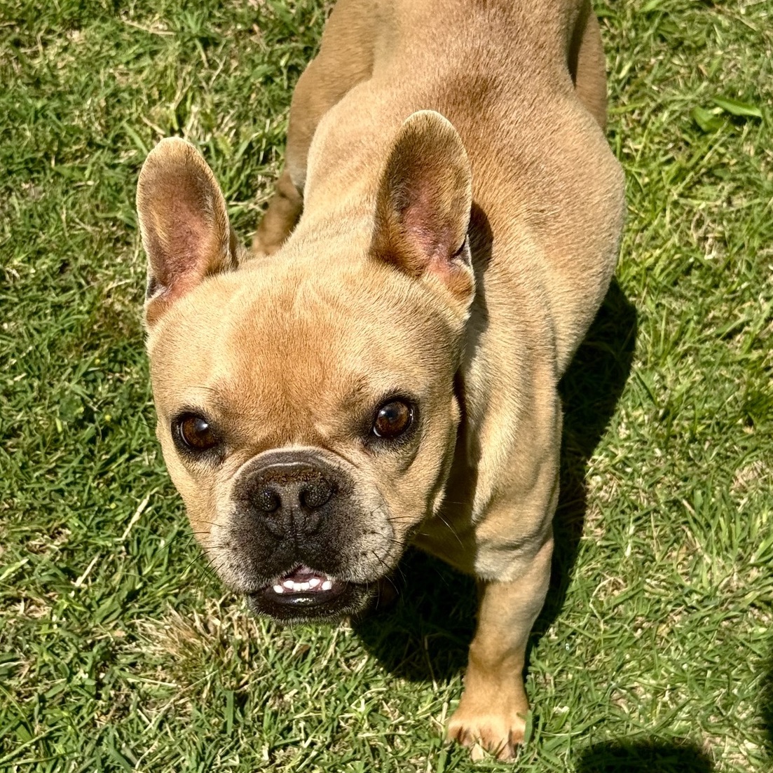 Root Beer | Dog Ranch Rescue