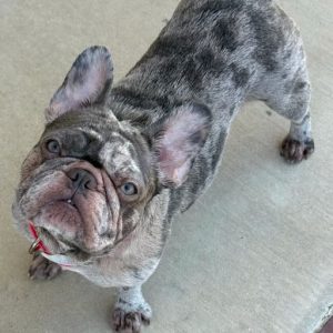 Della