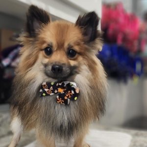 Twinkle